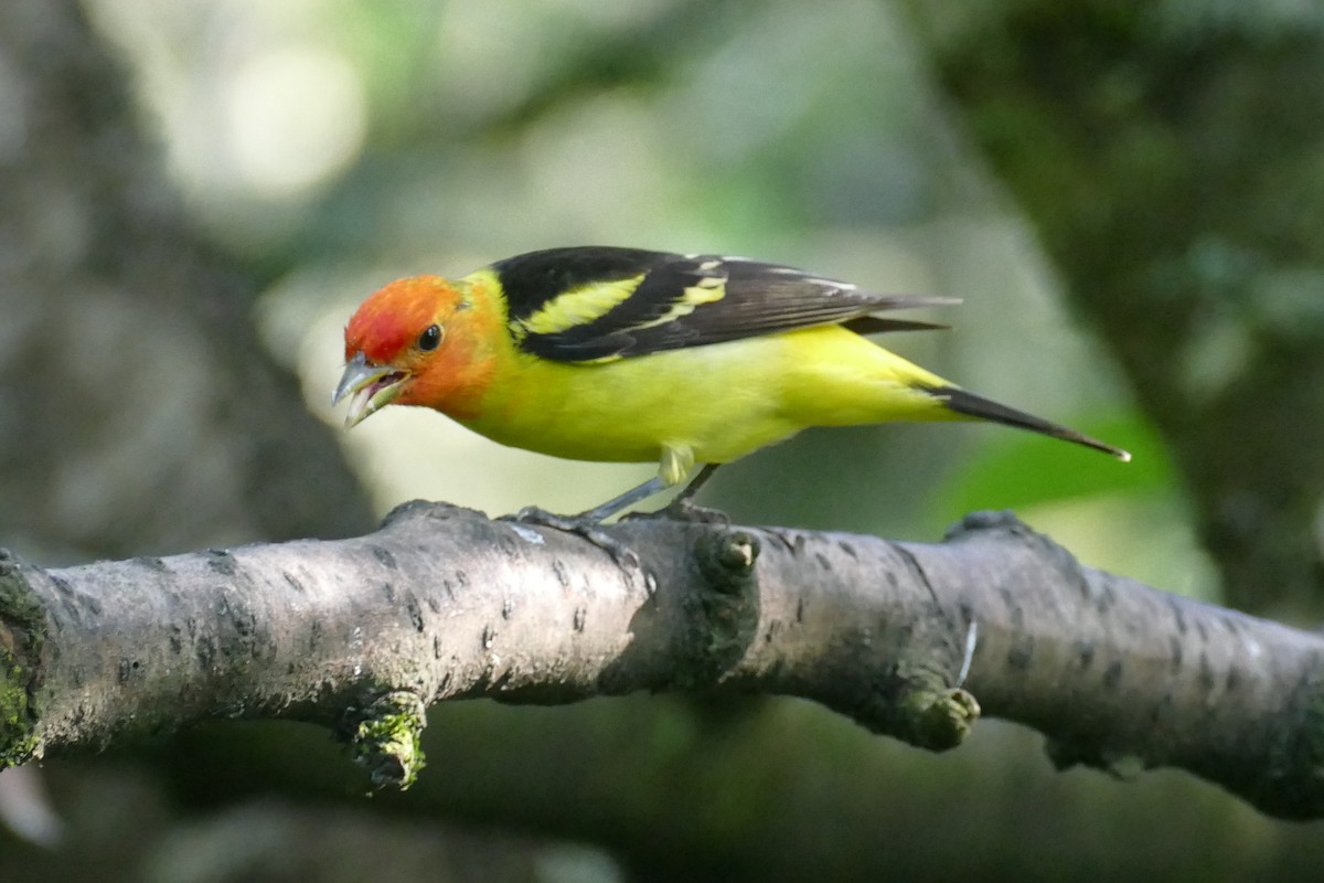 Western Tanager - ML620150140