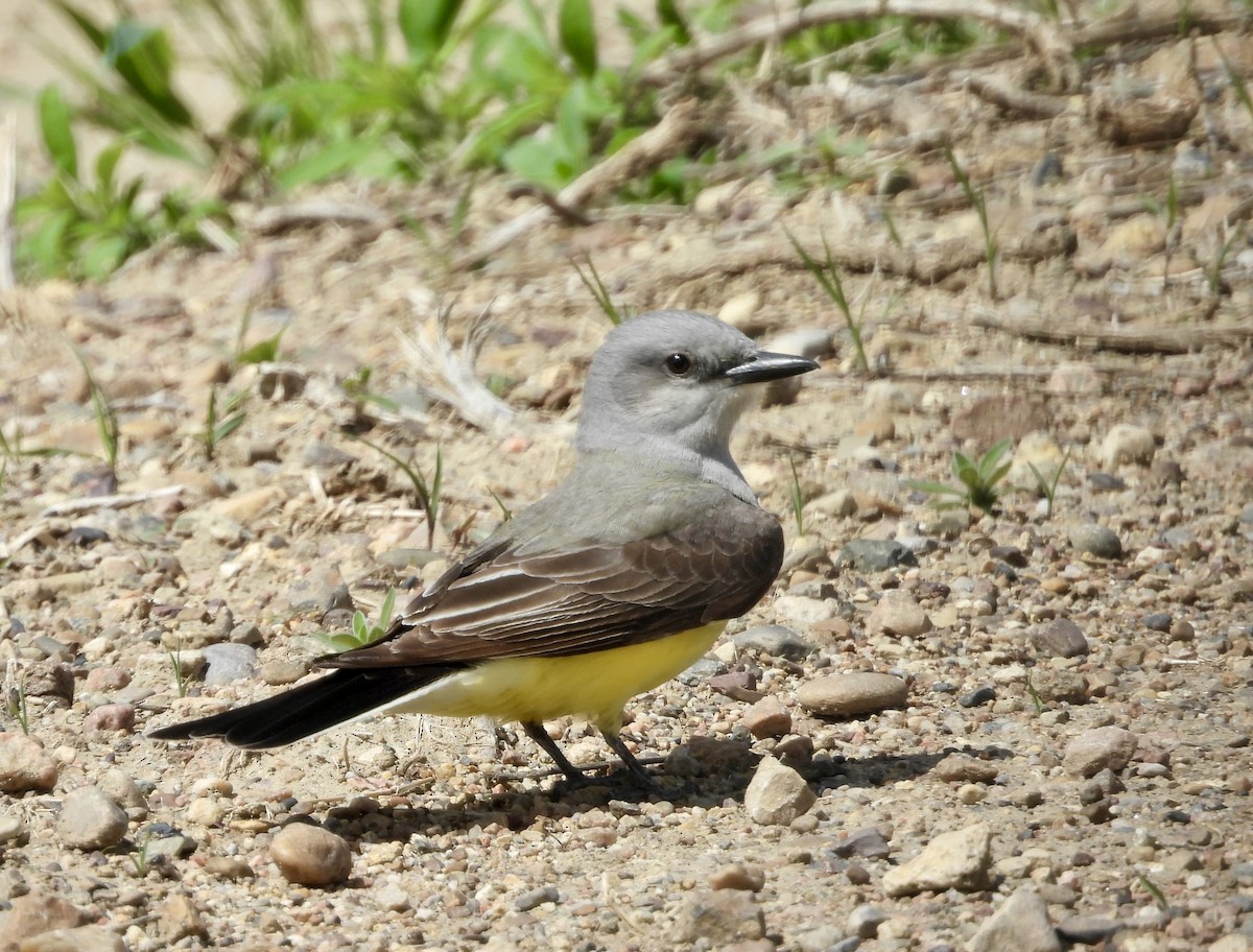 Western Kingbird - Michelle Long