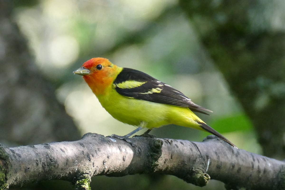 Western Tanager - ML620150147