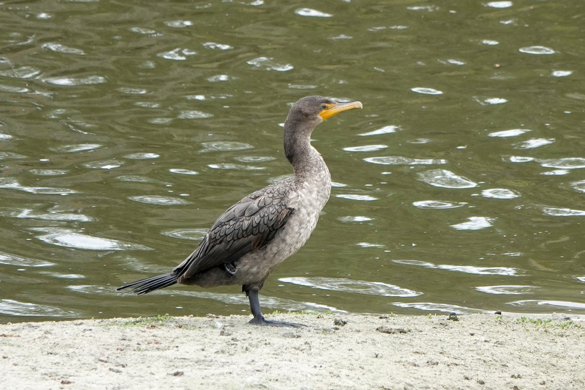 Double-crested Cormorant - ML620150148