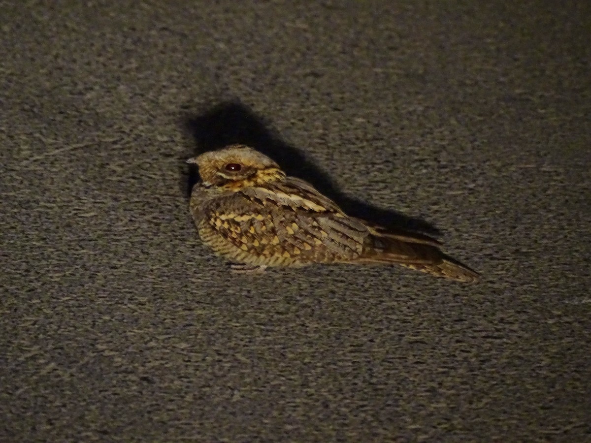 Red-necked Nightjar - Ángel Bereje Guidault