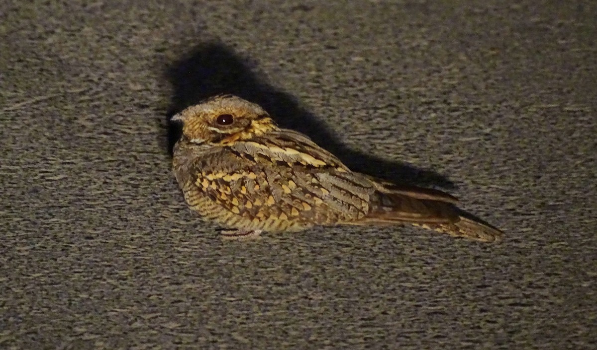 Red-necked Nightjar - ML620150154