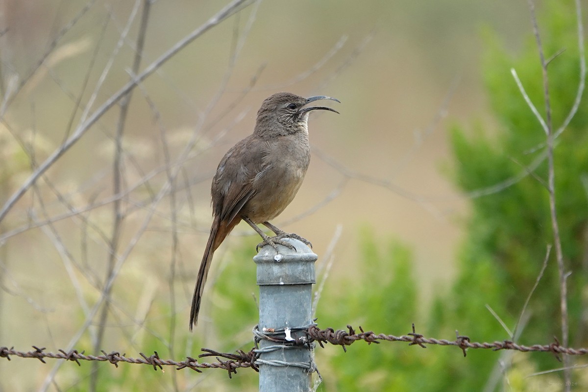 California Thrasher - ML620150155