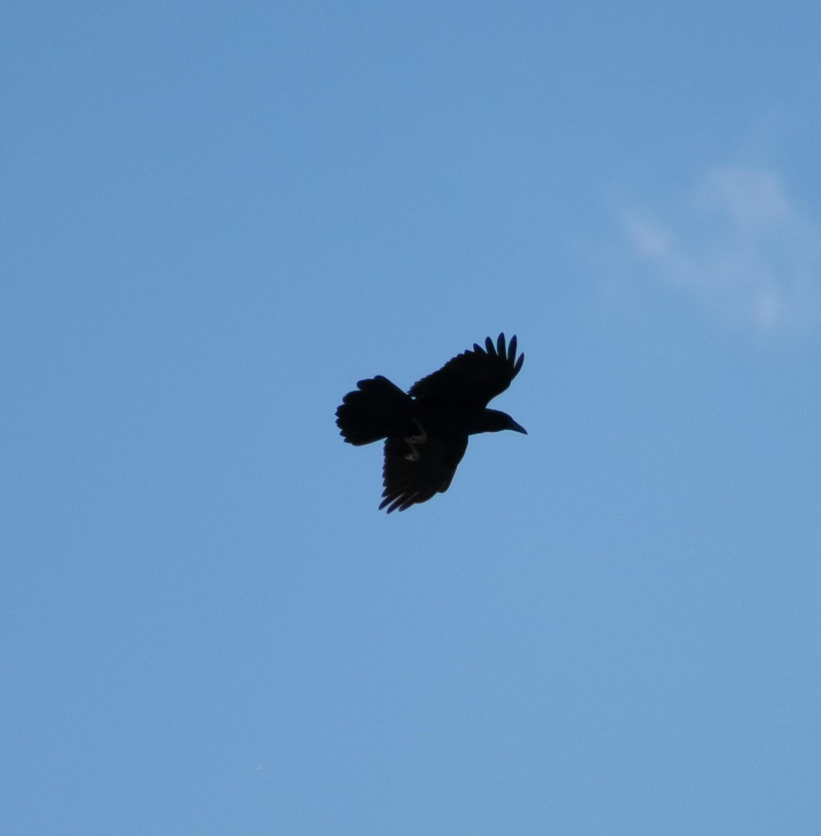 Common Raven - Randall Nett
