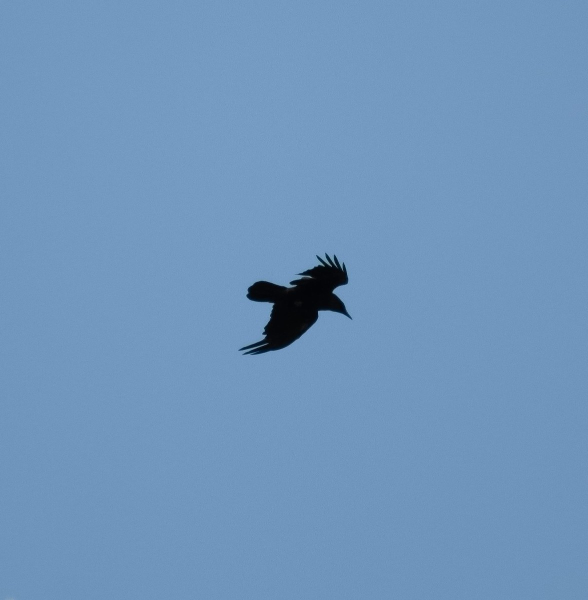 Common Raven - ML620150157