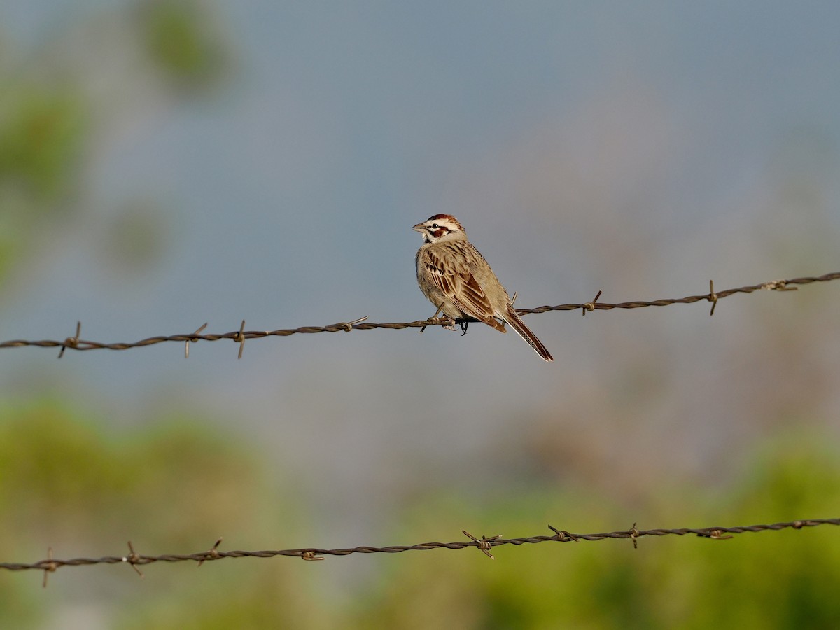Lark Sparrow - ML620150163