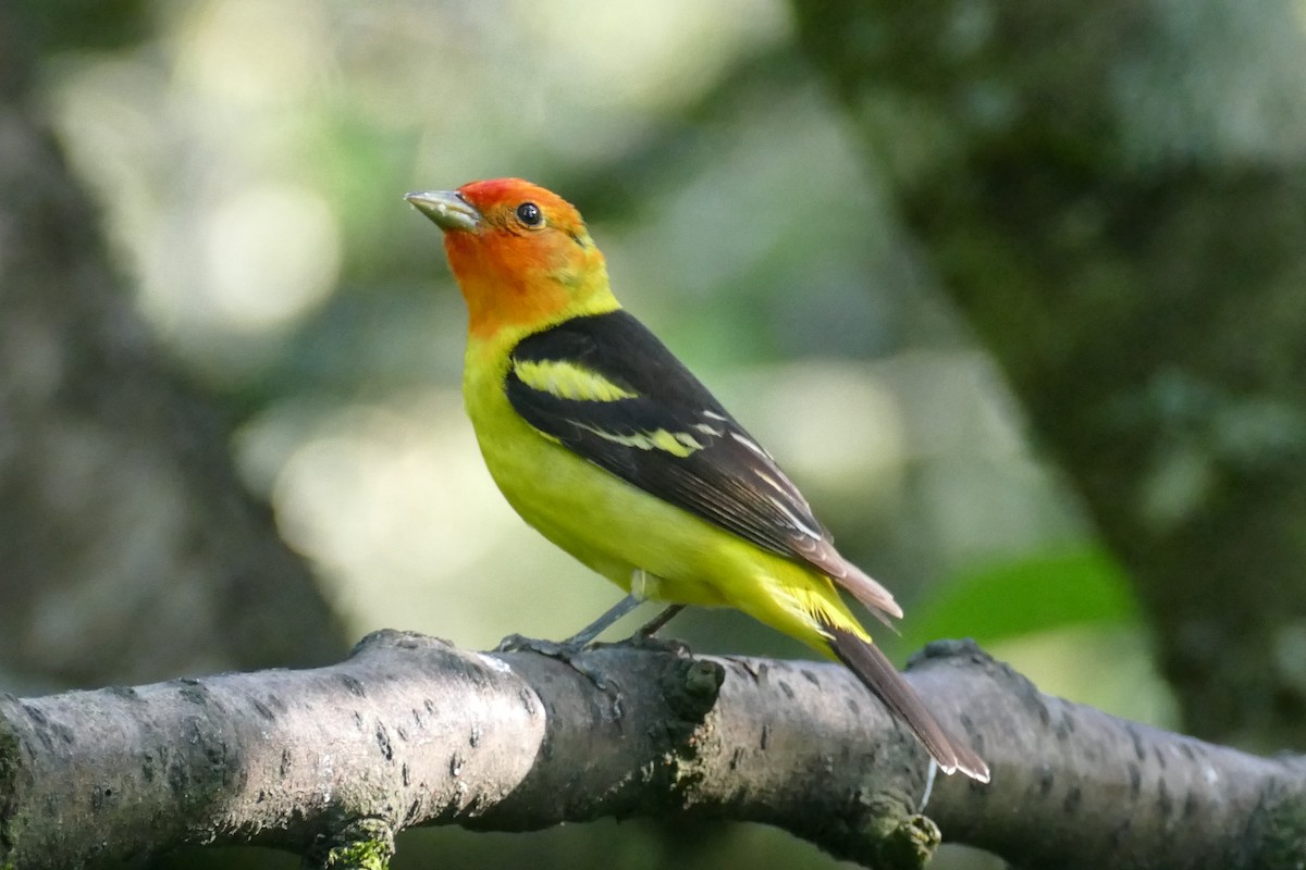 Western Tanager - ML620150164