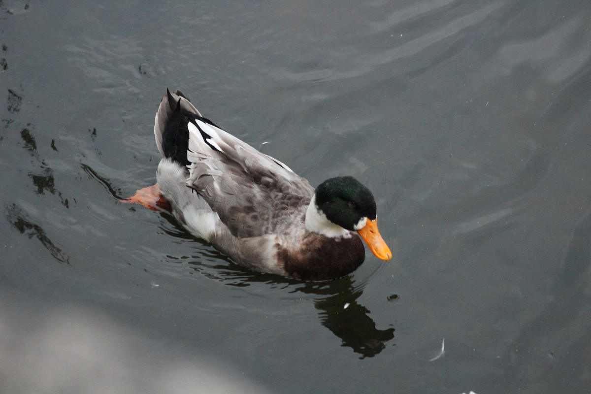 Muscovy Duck (Domestic type) - ML620150171