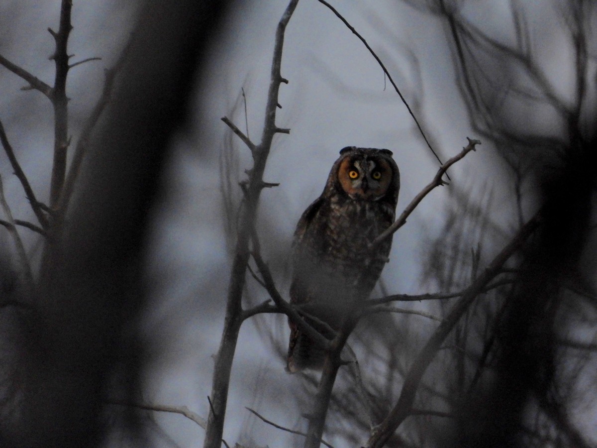 Long-eared Owl - ML620150173