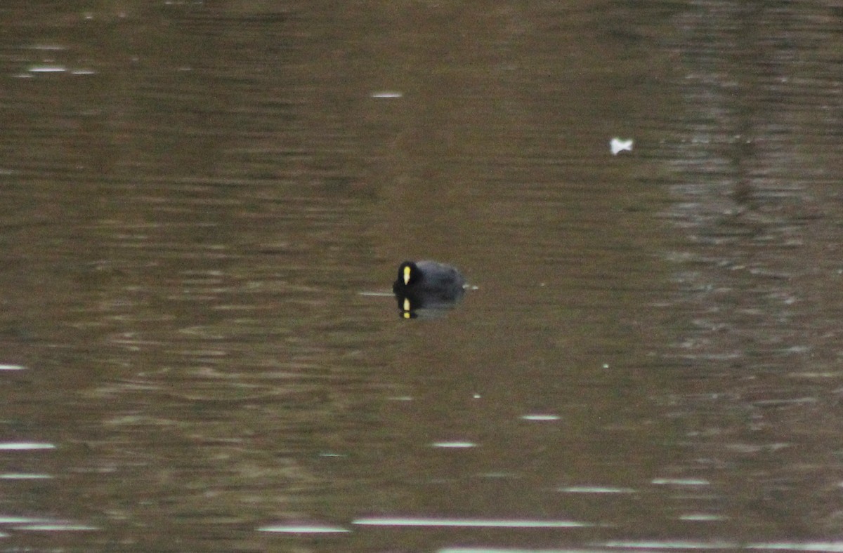 White-winged Coot - ML620150174