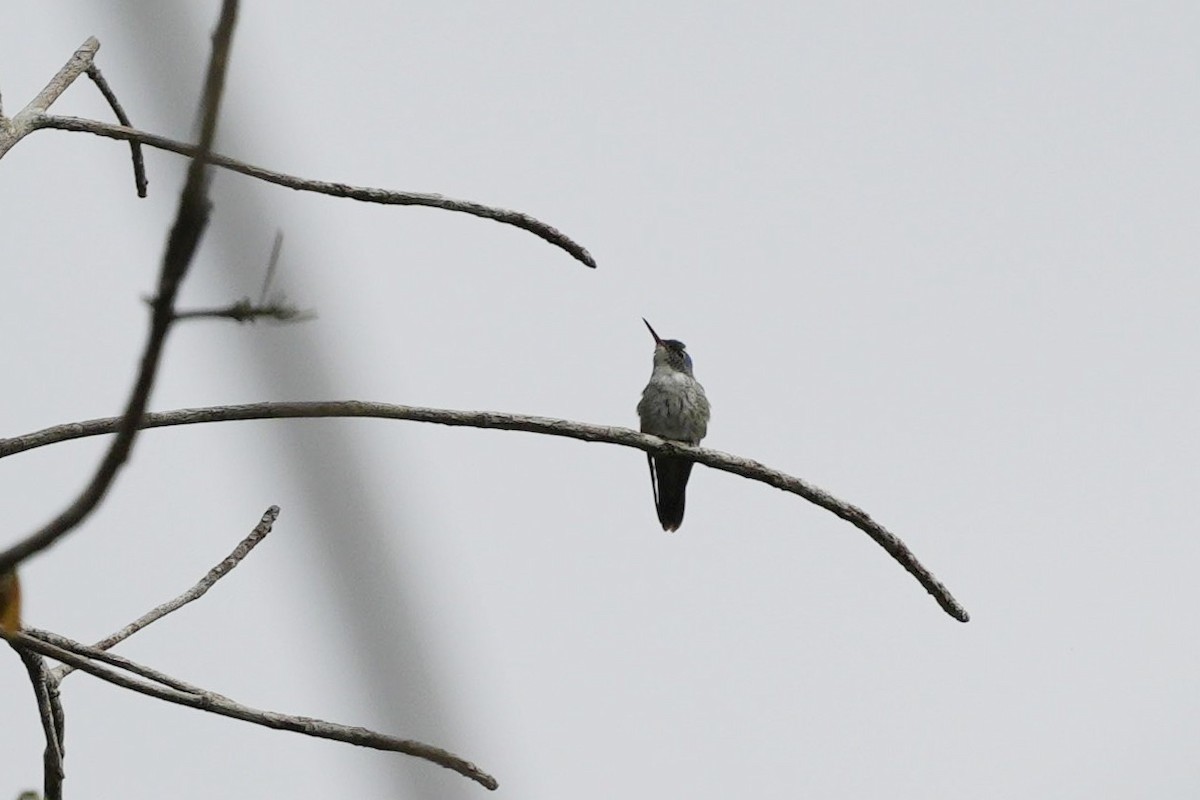 kolibřík pestrý - ML620150177