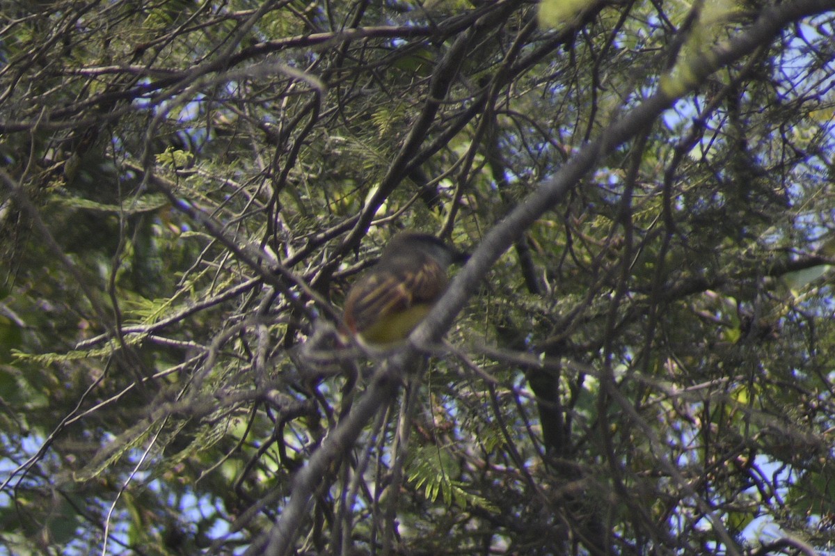 Baird's Flycatcher - ML620150178