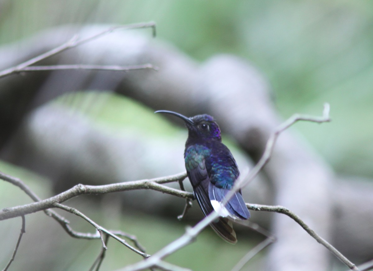 kolibřík fialkový - ML620150183