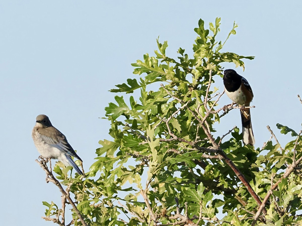 Spotted Towhee - ML620150191