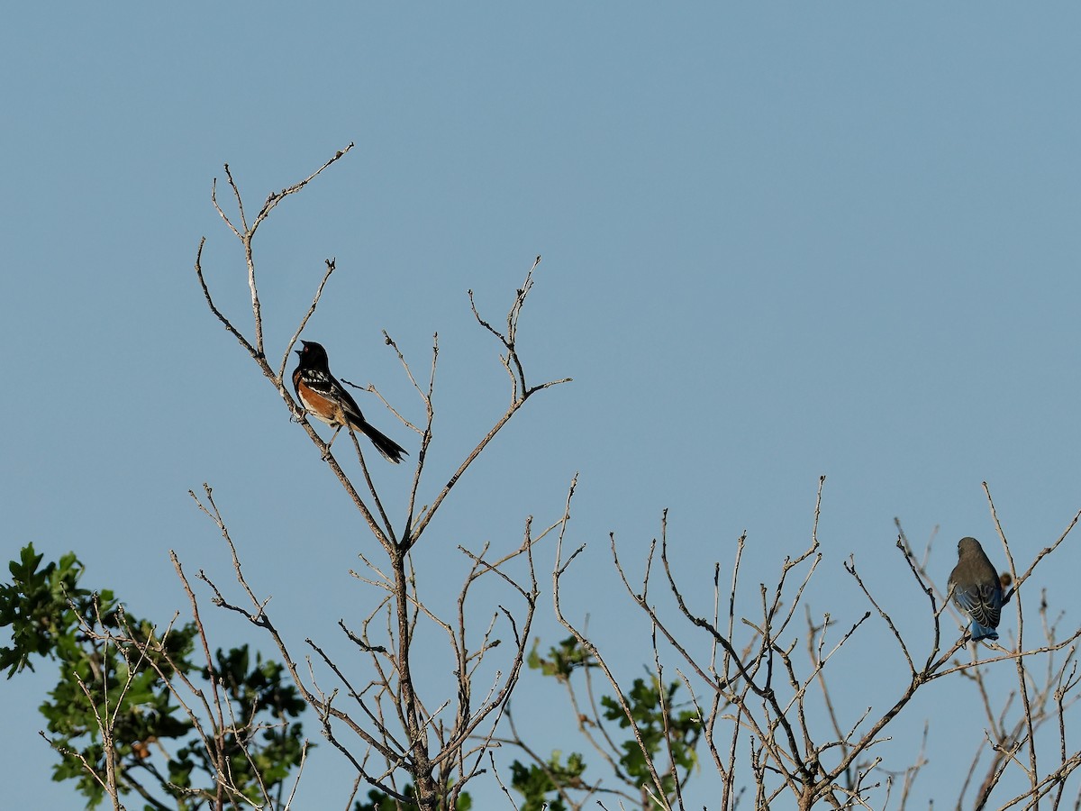 Spotted Towhee - ML620150192