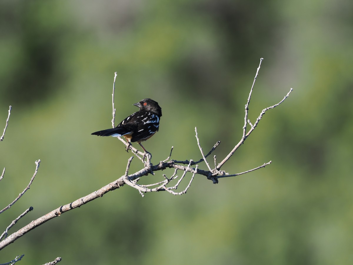 Spotted Towhee - ML620150193