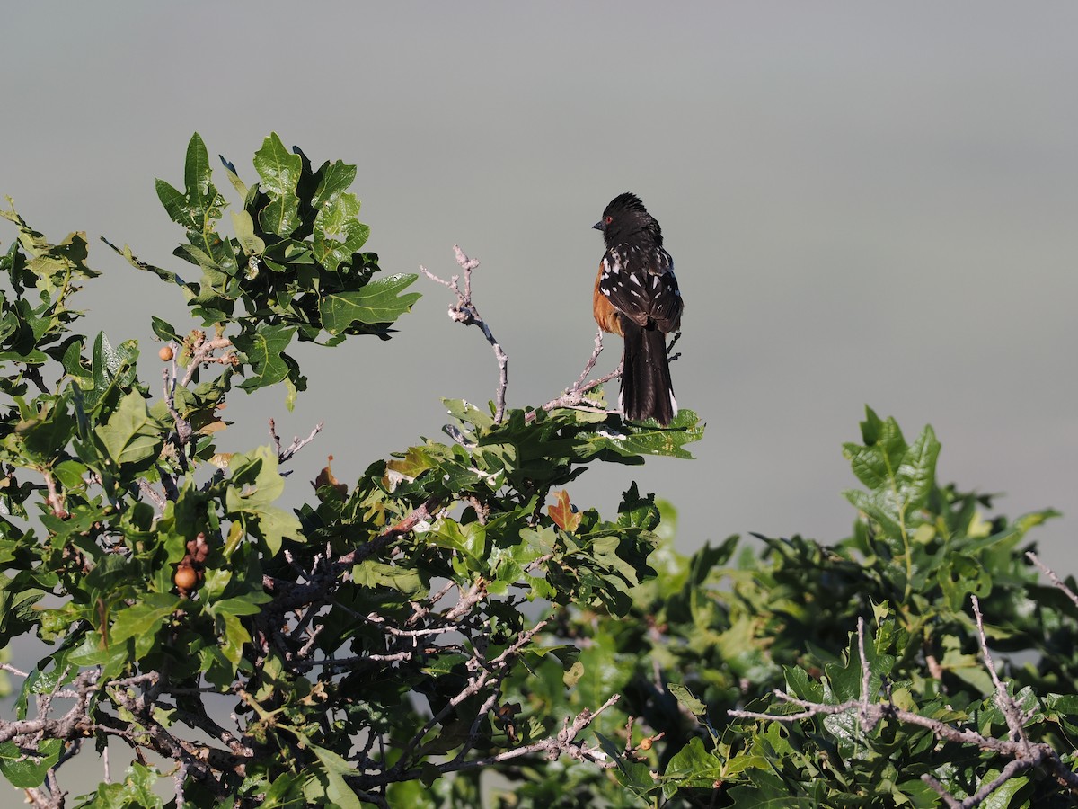 Spotted Towhee - ML620150194