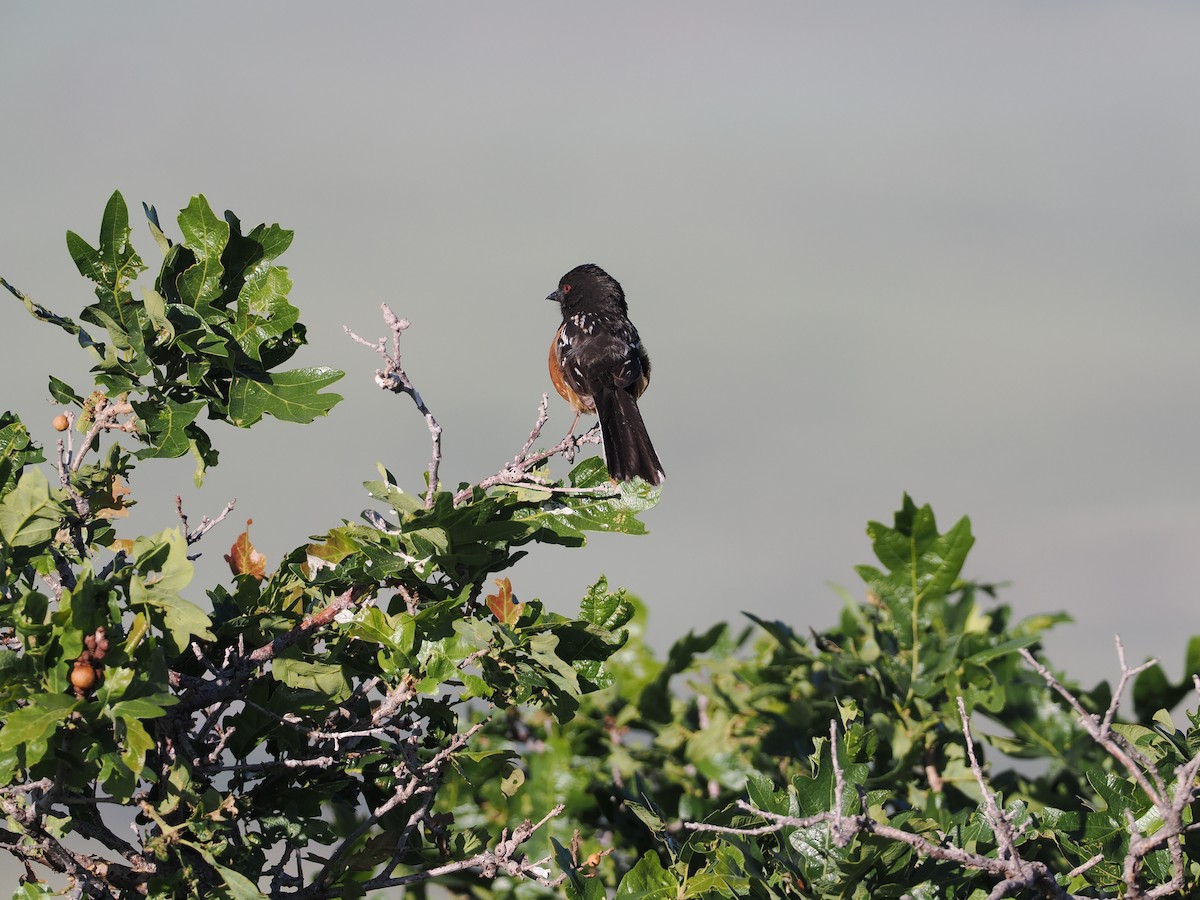 Spotted Towhee - ML620150195