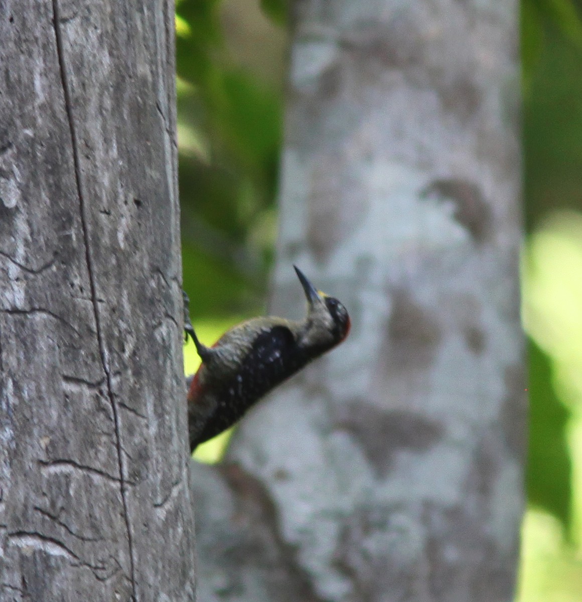 Black-cheeked Woodpecker - ML620150198
