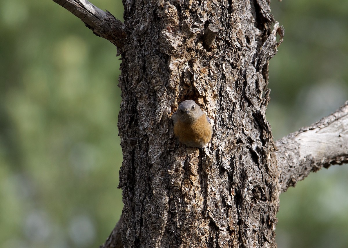 Western Bluebird - ML620150200