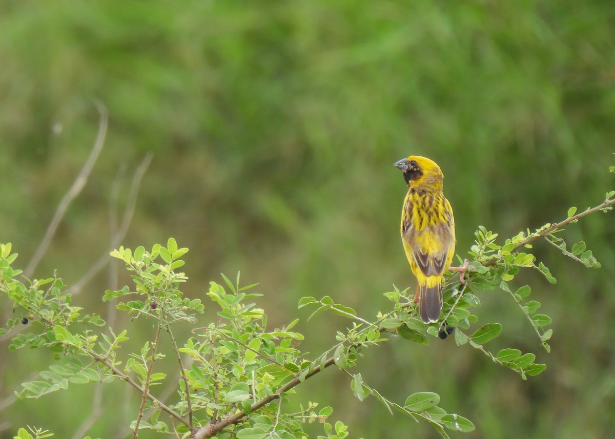 Asian Golden Weaver - ML620150206