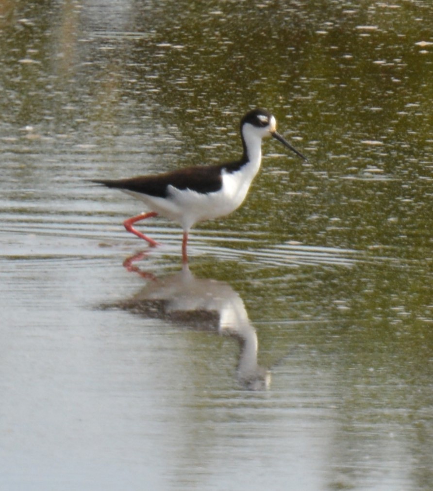 Black-necked Stilt - ML620150210