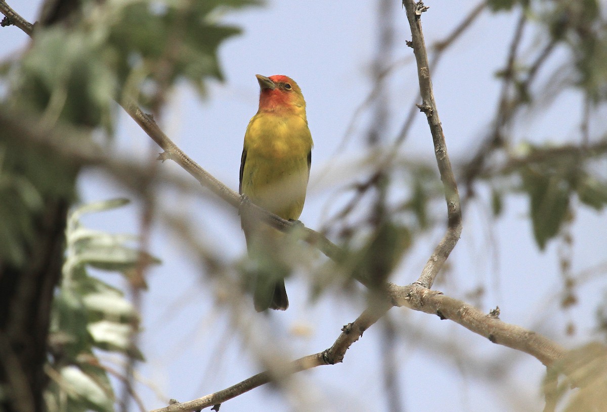 Western Tanager - ML620150213