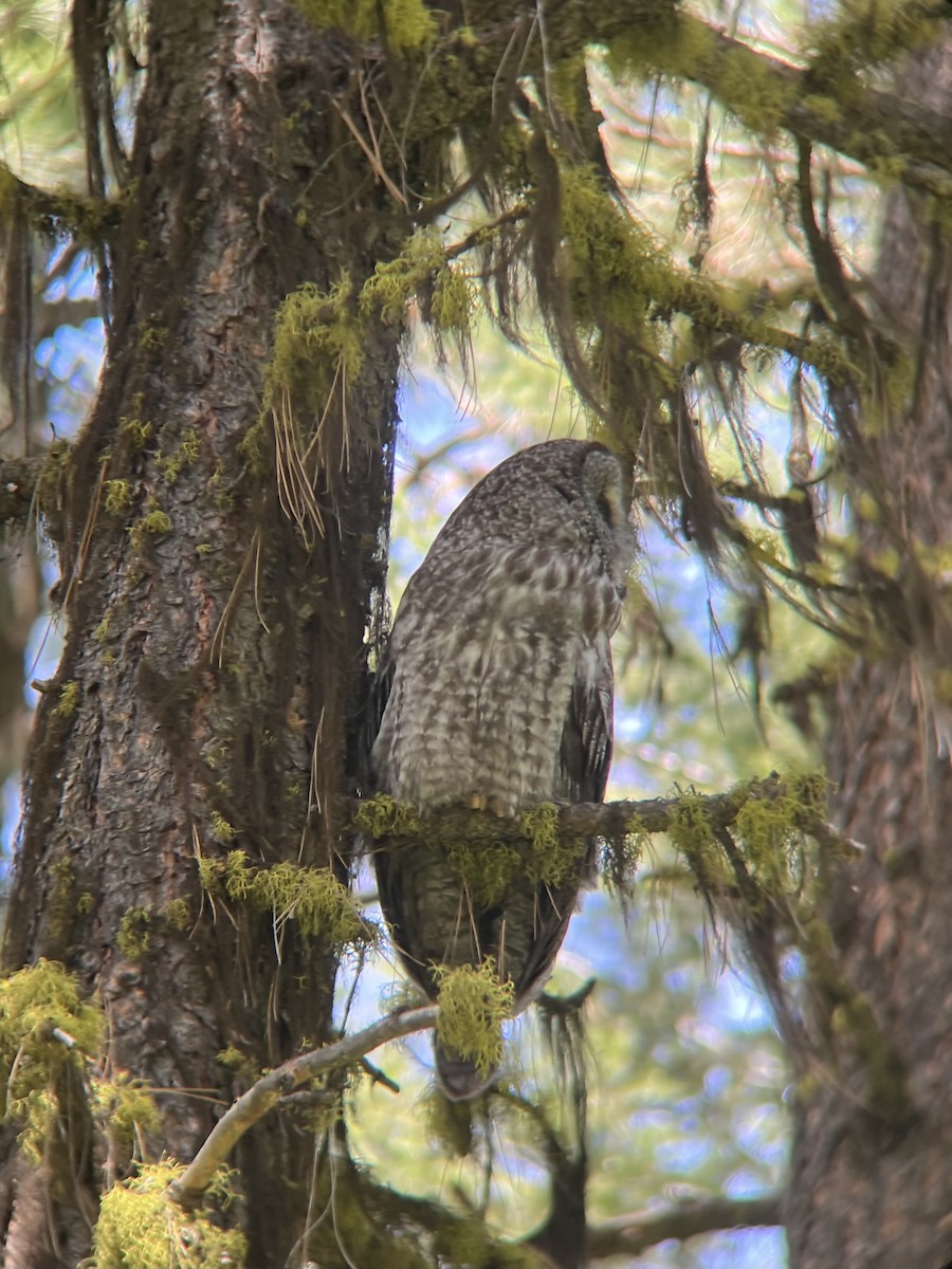 Great Gray Owl - ML620150231