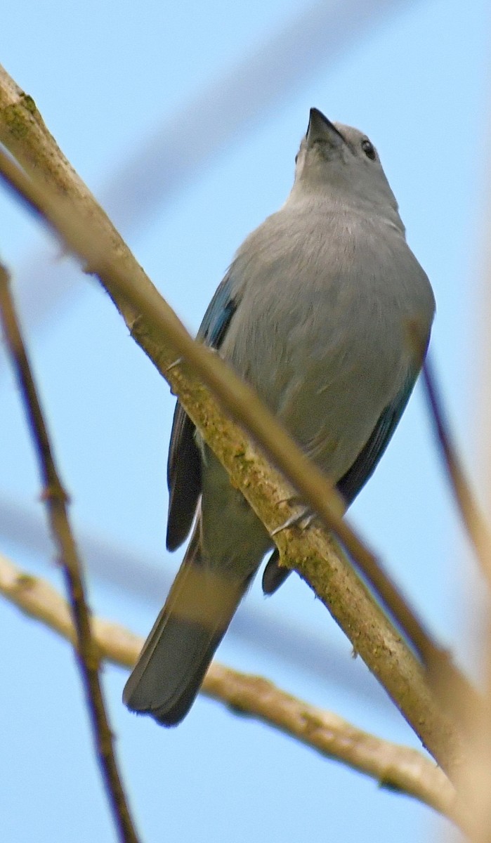 Blue-gray Tanager - ML620150240