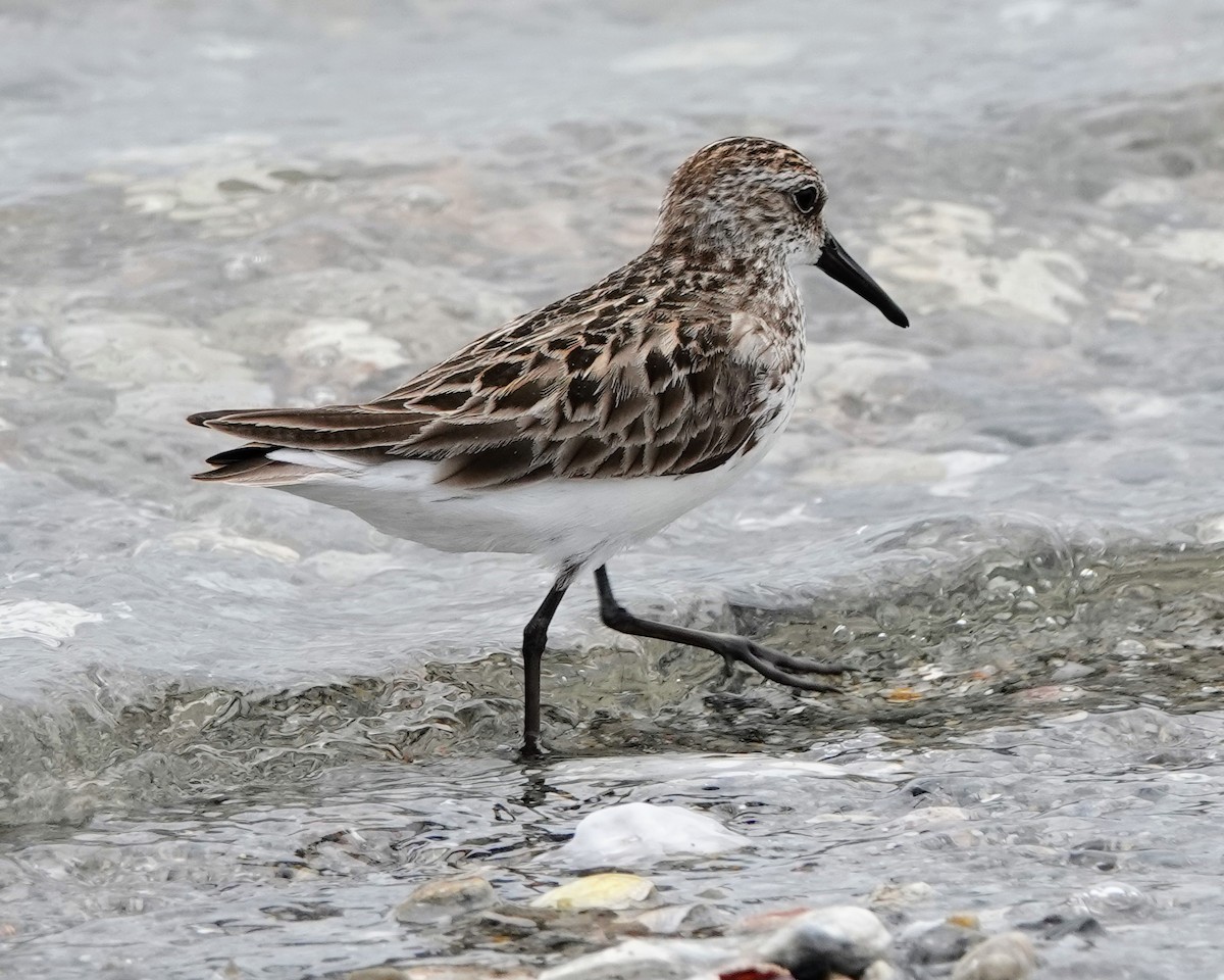 Semipalmated Sandpiper - ML620150245