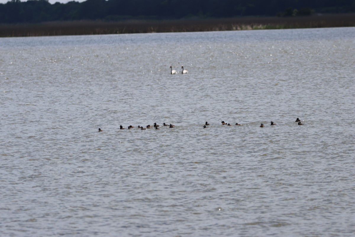 Ruddy Duck - ML620150248