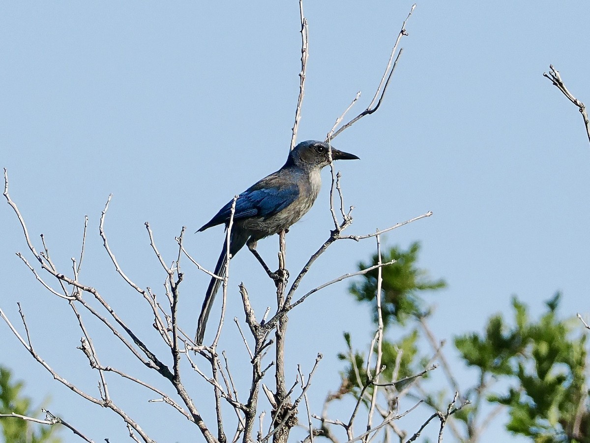 Woodhouse's Scrub-Jay - ML620150252