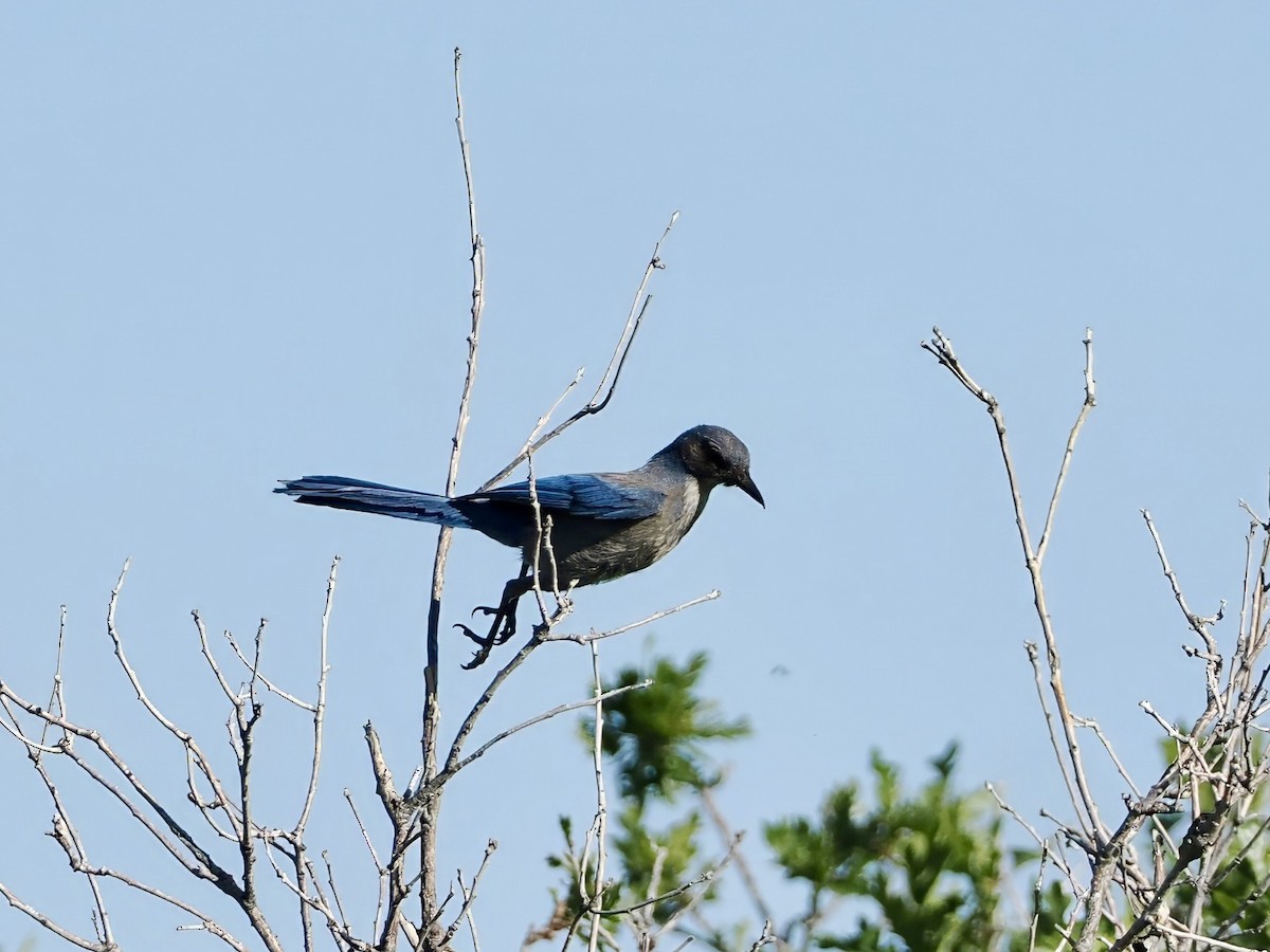 Woodhouse's Scrub-Jay - ML620150253