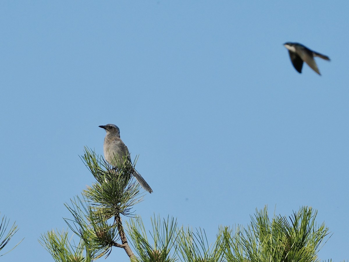 Woodhouse's Scrub-Jay - ML620150254