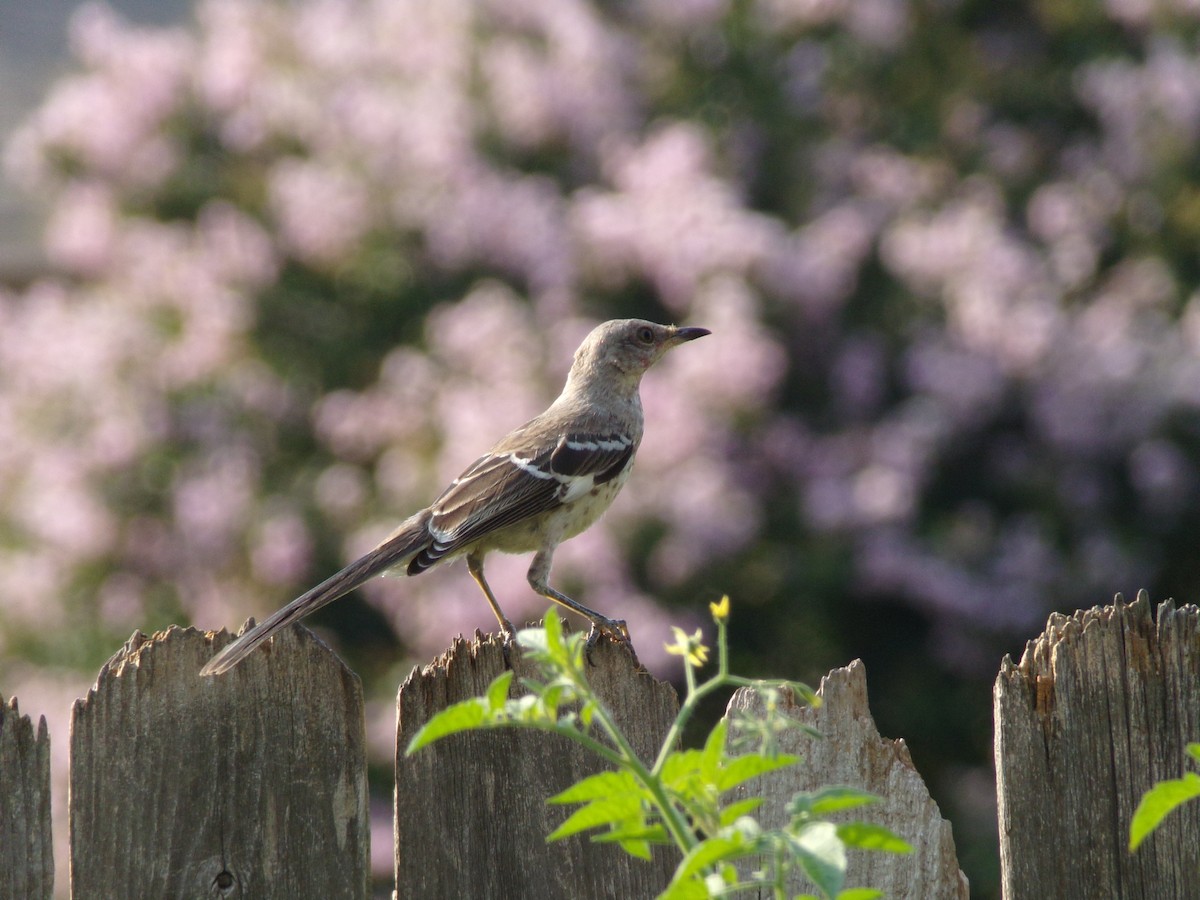 Northern Mockingbird - ML620150267