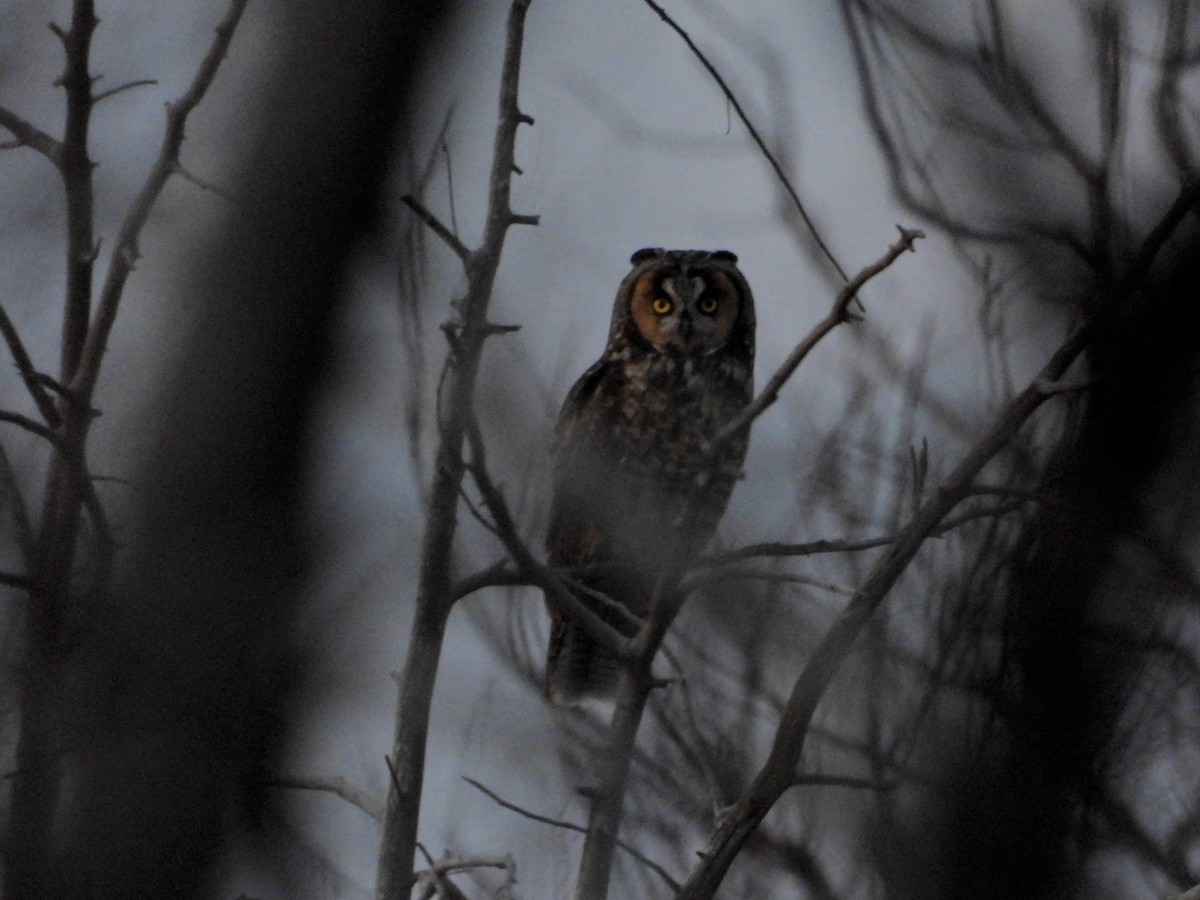 Long-eared Owl - ML620150271