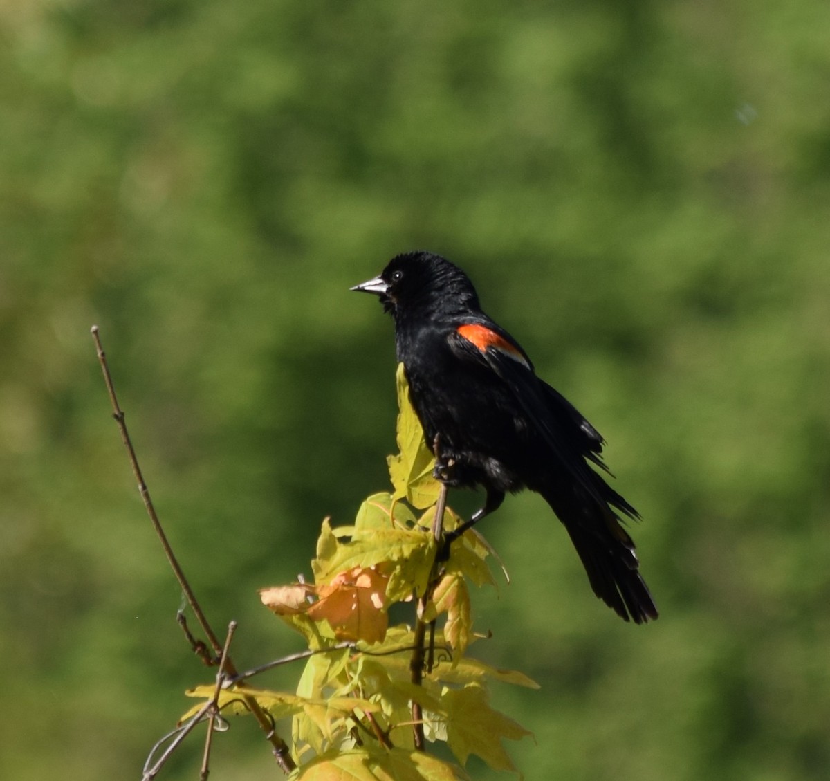 Red-winged Blackbird - ML620150274
