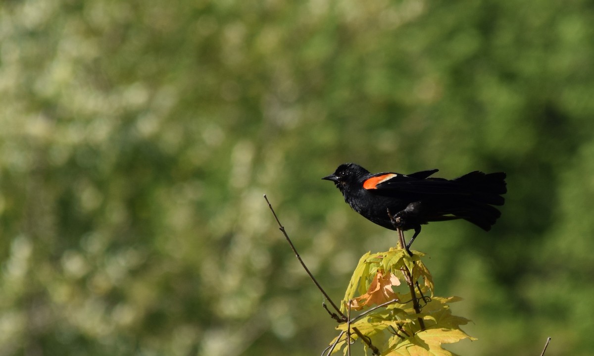 Red-winged Blackbird - ML620150275