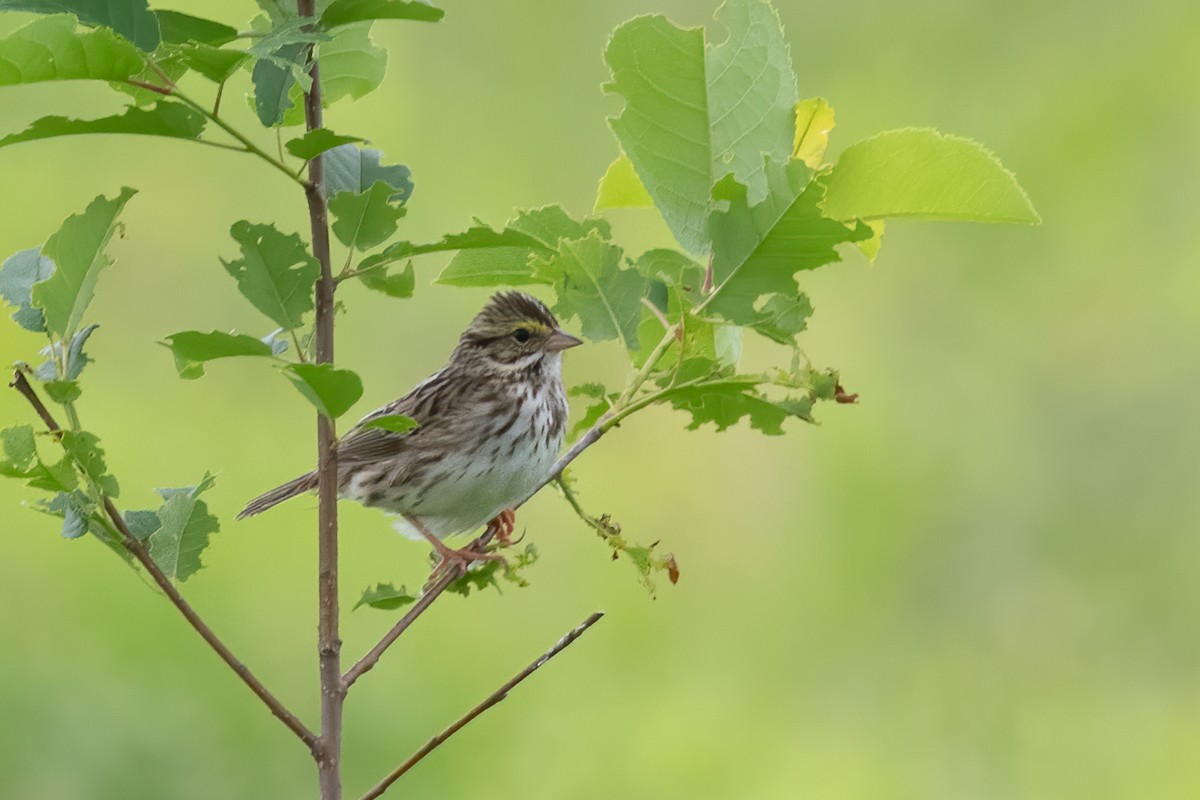 Savannah Sparrow - ML620150277