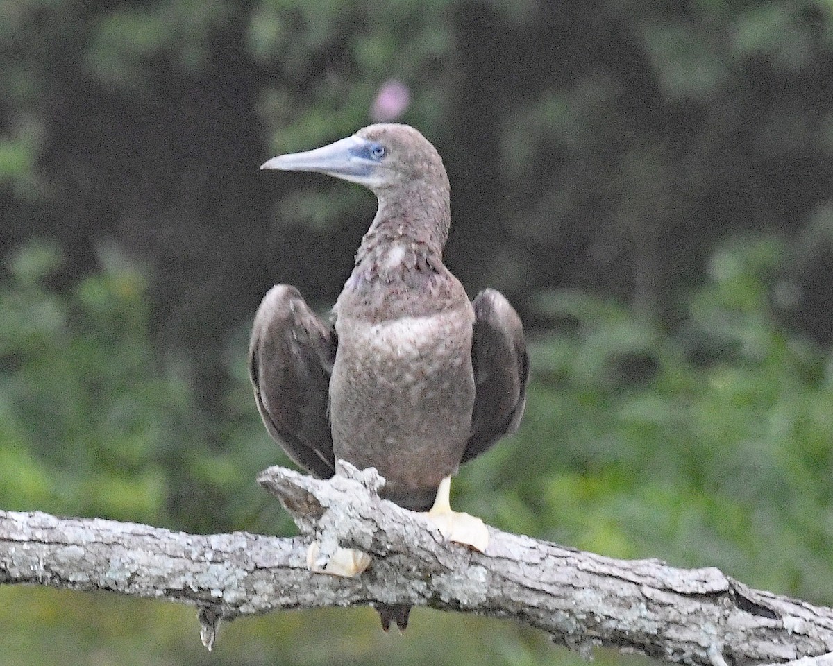 Brown Booby - ML620150278