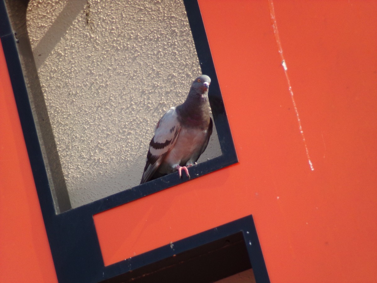 Rock Pigeon (Feral Pigeon) - ML620150286