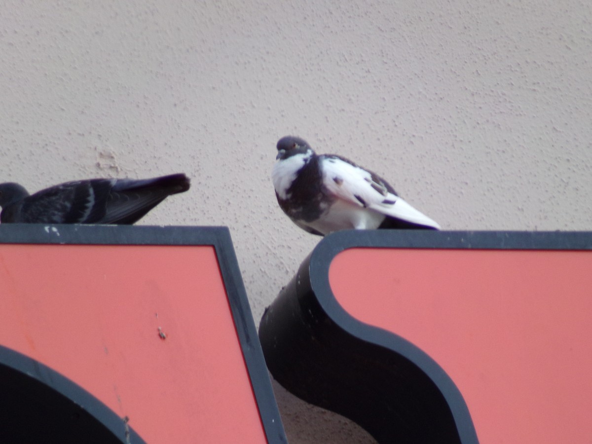 Rock Pigeon (Feral Pigeon) - ML620150287