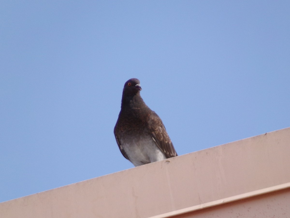 Rock Pigeon (Feral Pigeon) - ML620150288