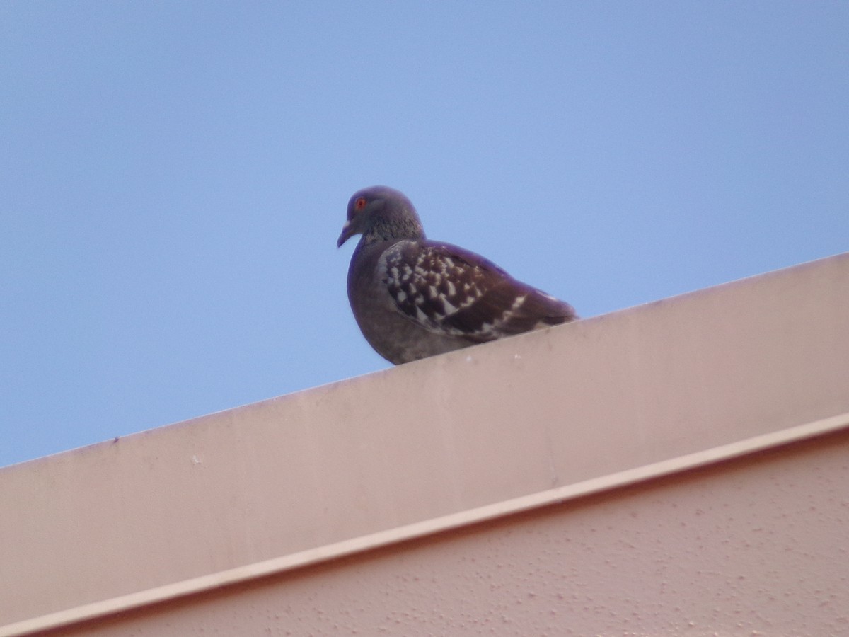 Rock Pigeon (Feral Pigeon) - ML620150289