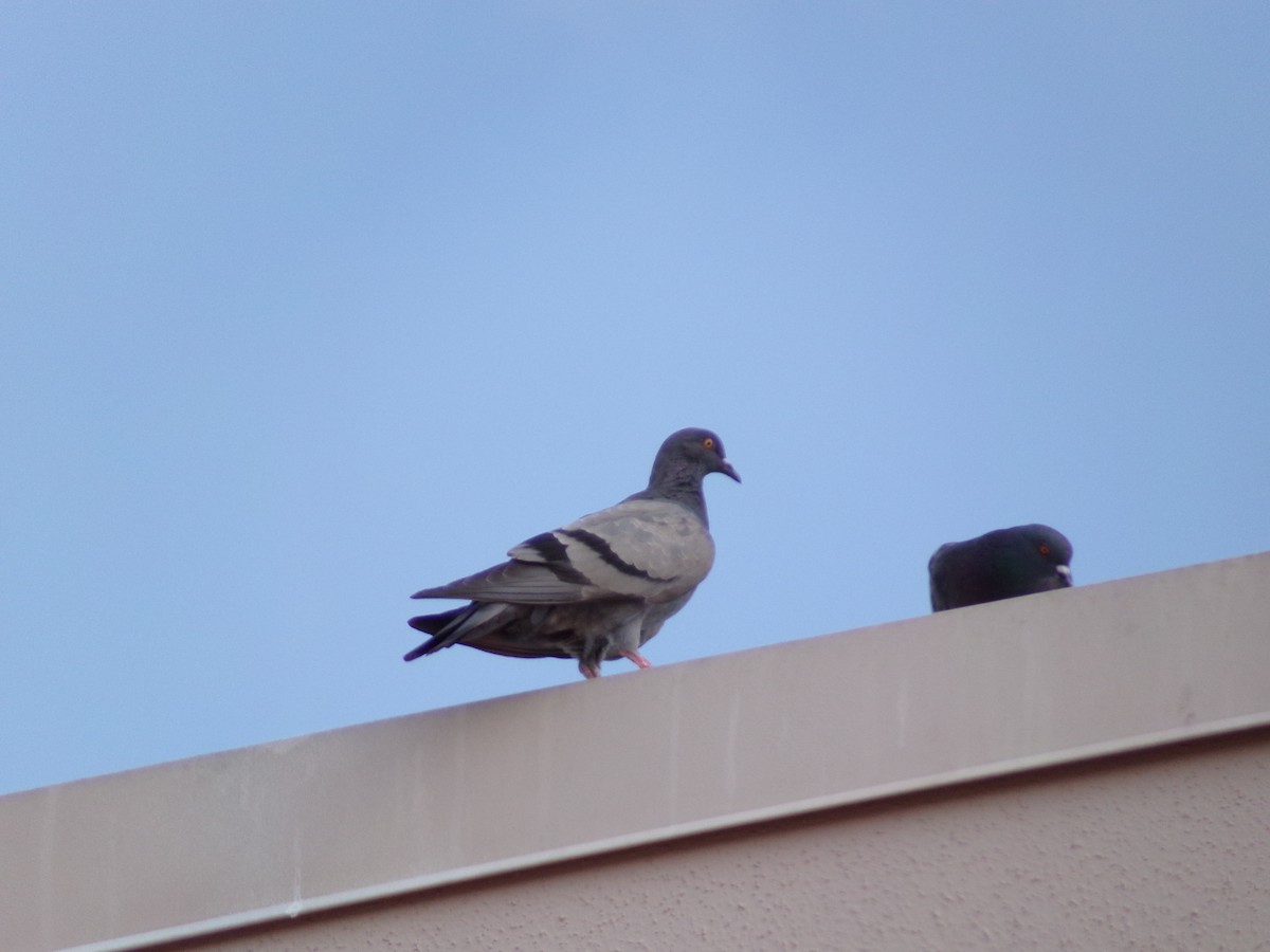 Rock Pigeon (Feral Pigeon) - ML620150291