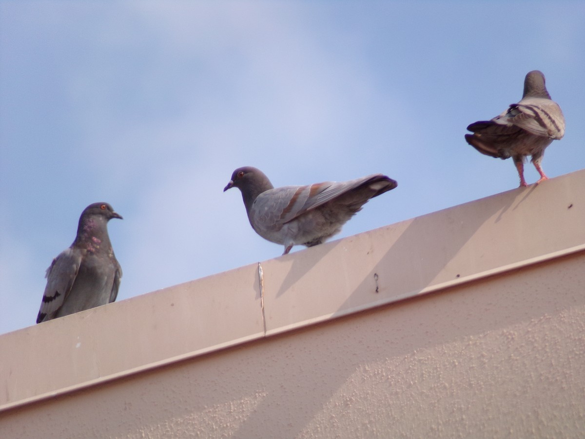 holub skalní (domácí) - ML620150294
