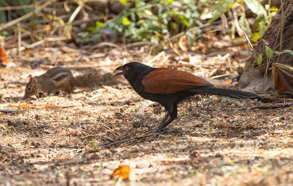 Greater Coucal - ML620150303