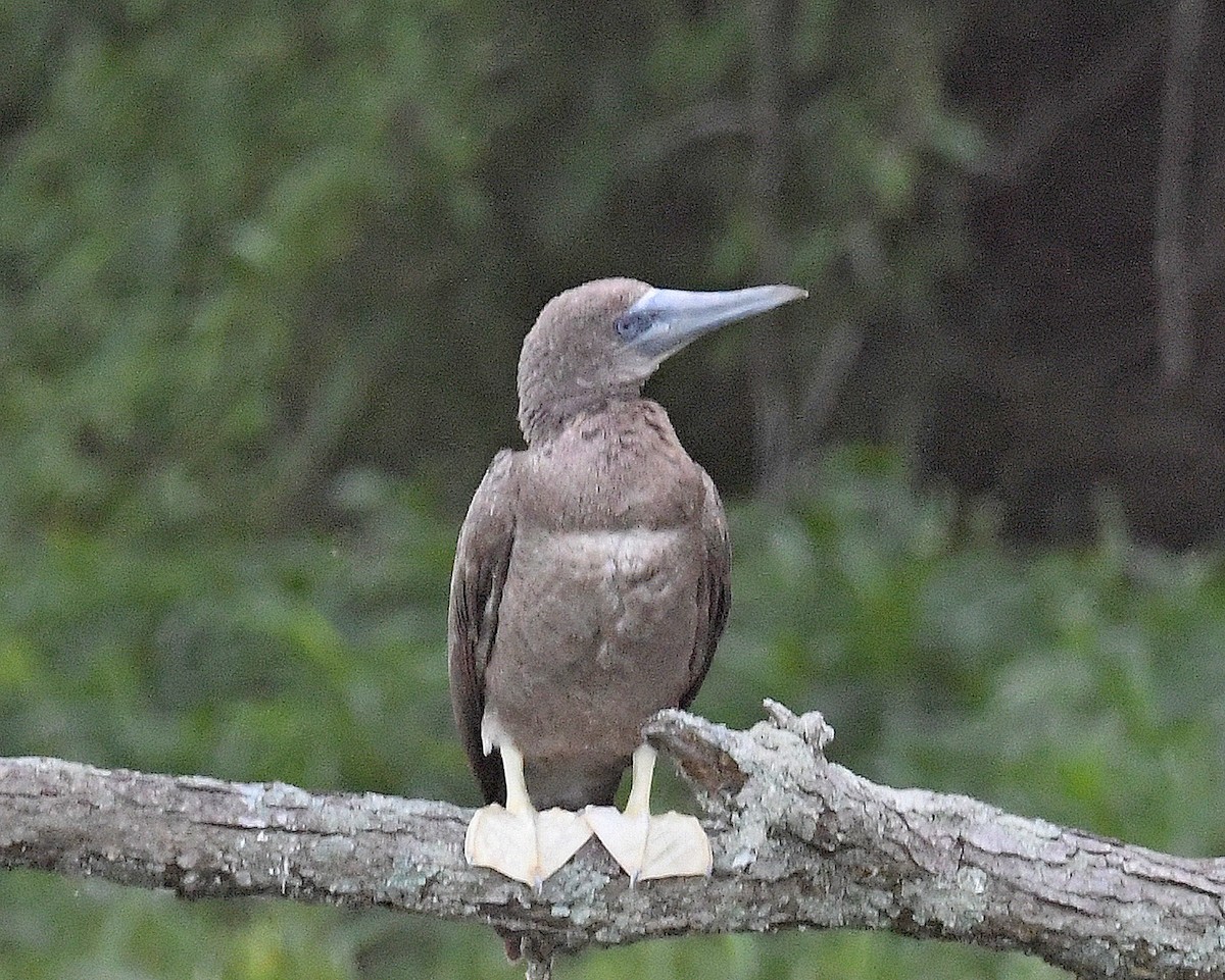 Brown Booby - ML620150304