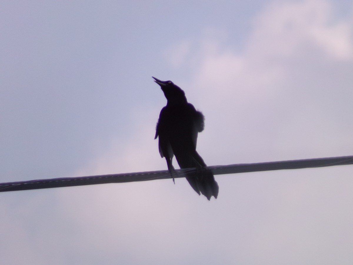 Great-tailed Grackle - ML620150306