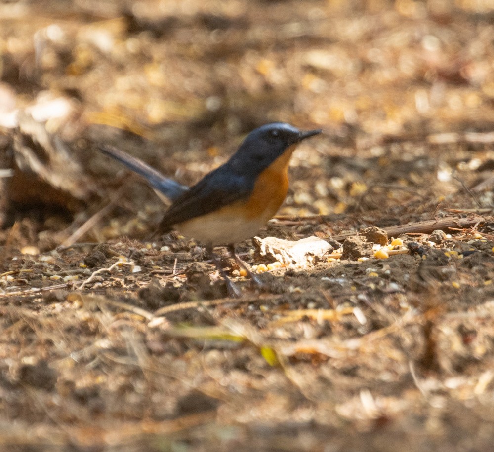 Indochinese Blue Flycatcher - ML620150313